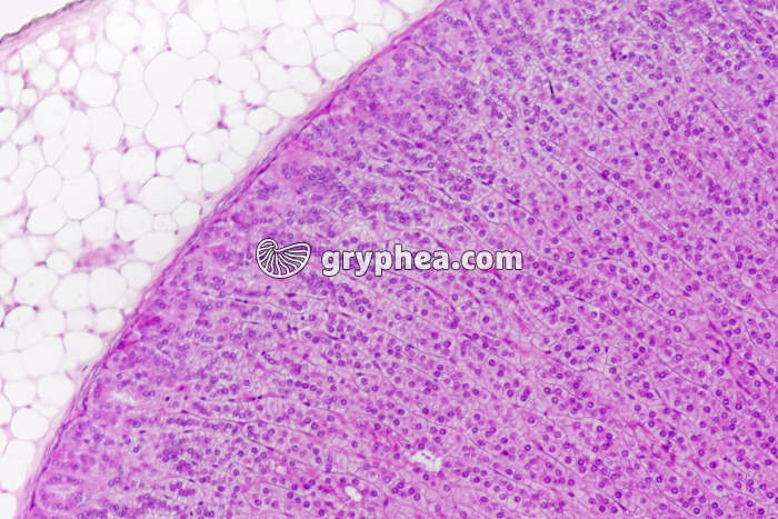 Surrénale - Capsule surrénale (zone corticale externe, avec zones glomérulée et fasciculée) x50 - gryphea.com